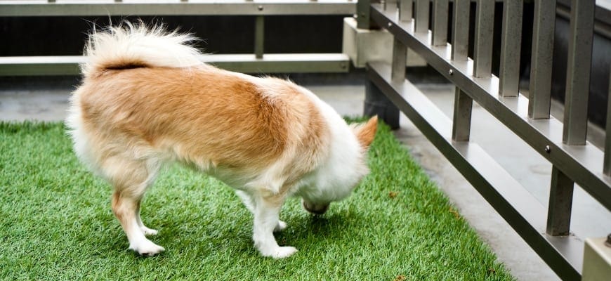 Best Artificial Grass for Dog Potty