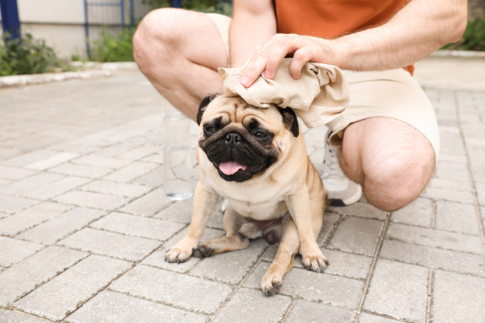 Heat Stroke in Dogs: Prevention, Symptoms & What You Need to Know