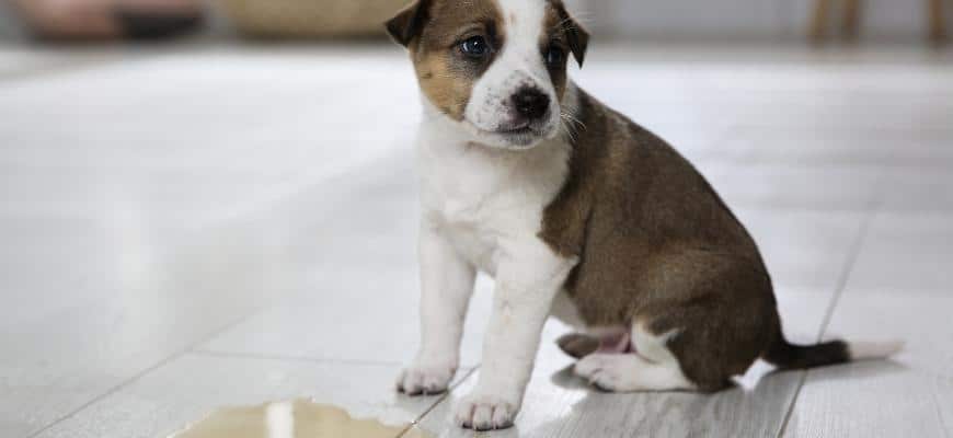 How To Potty Train A Stubborn Puppy