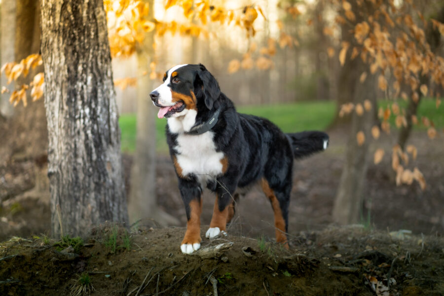 A Guide to Wireless Dog Fences