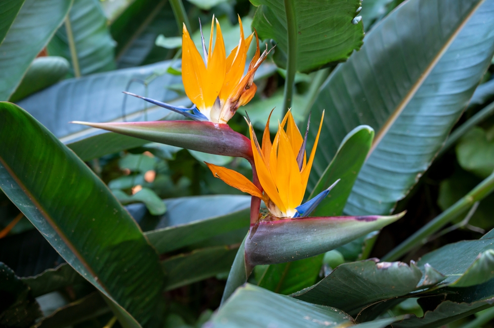 Is Bird of Paradise Poisonous to Dogs? Vet-Verified Info, Signs & Prevention Tips – Dogster