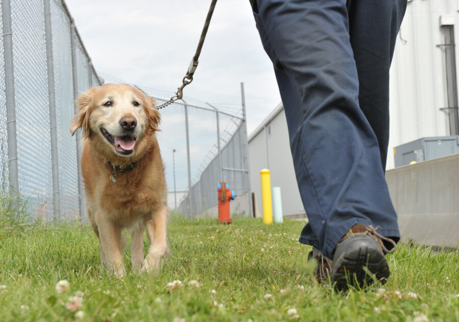 How prison dog programs transforms the lives of inmates