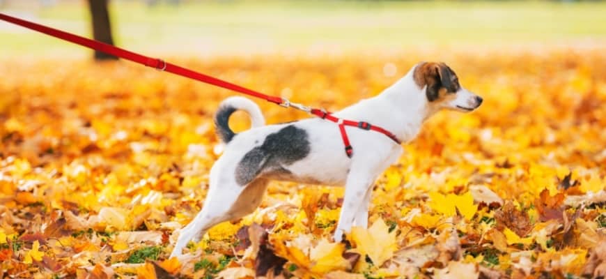 8 Types of Dog Leashes & How to Choose the Best One