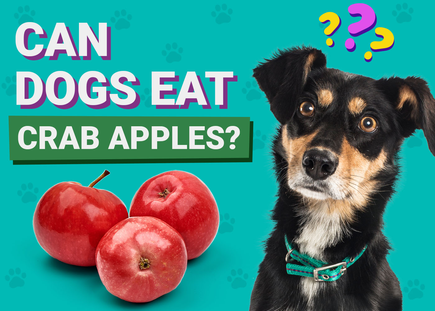 Can Dogs Eat Crab Apples? Vet-Verified Nutrition Facts, Benefits & Risks – Dogster