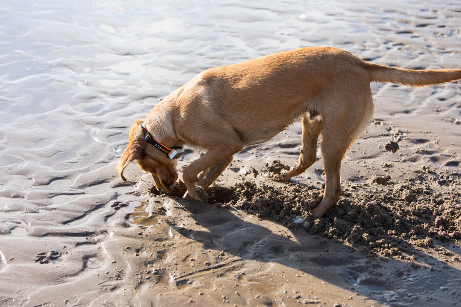 6 Best Pet Tracker Features to Look For