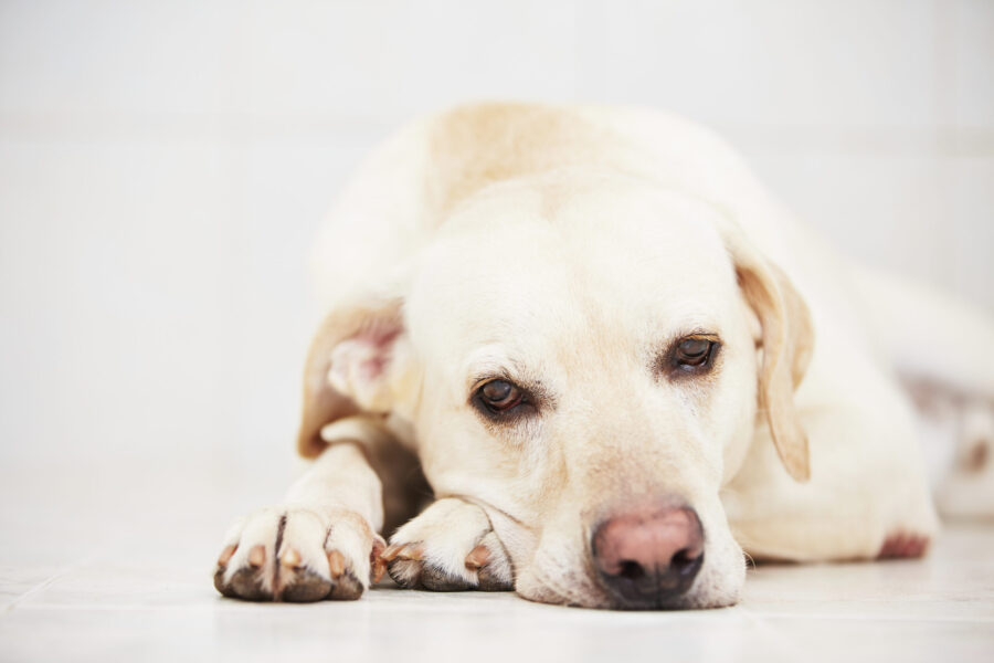 Is Your Dog Stressed – or Depressed?