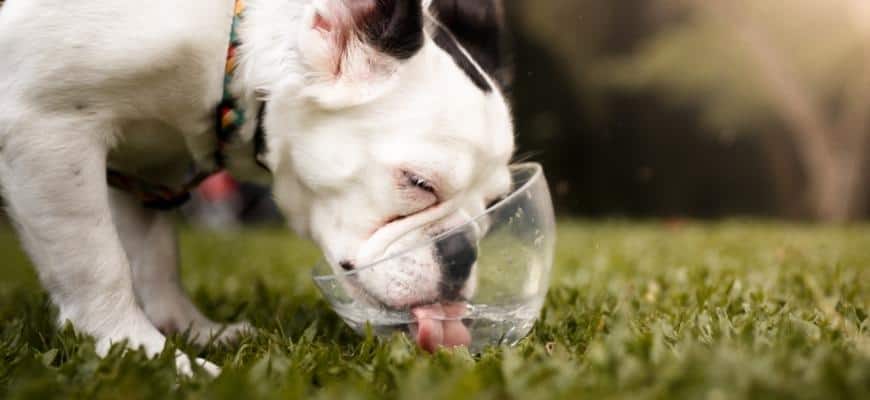 How Much Water Should A Puppy Drink During Potty Training?