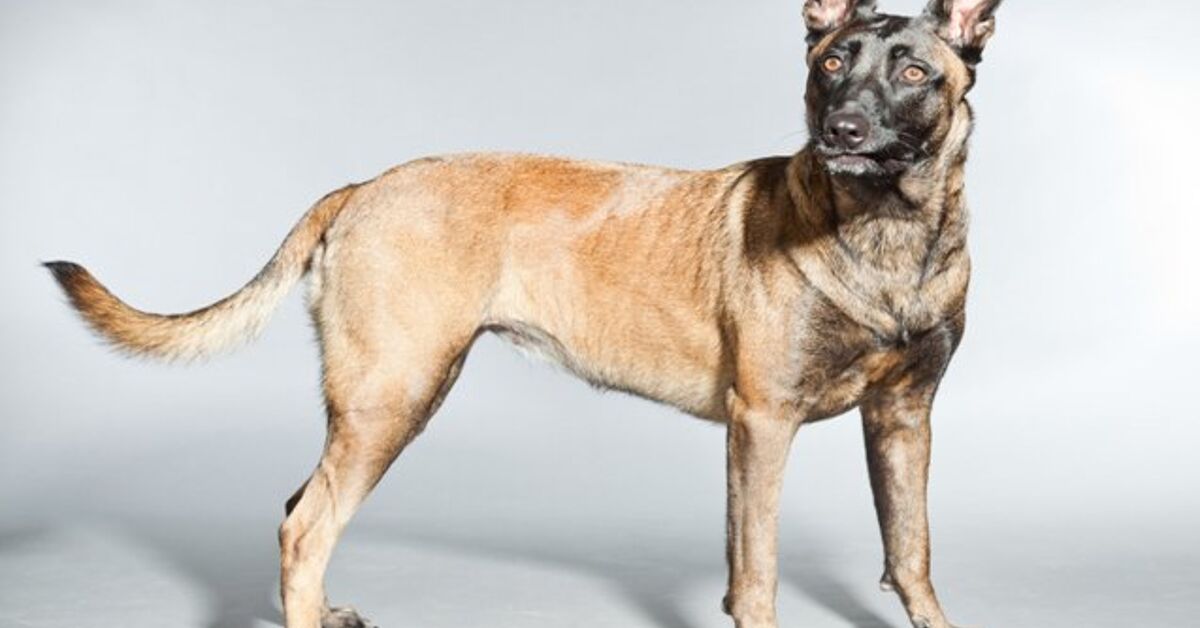 Belgian Malinois Information and Pictures – Petguide