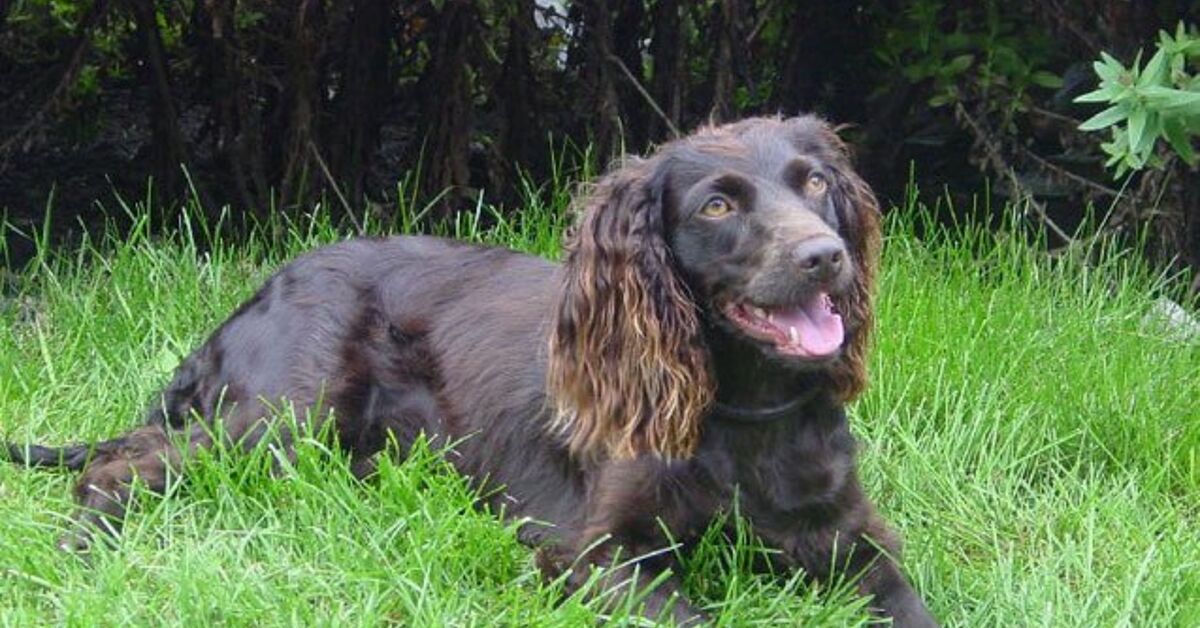 Boykin Spaniel Information and Pictures – Petguide