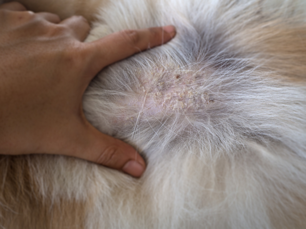 Can Dogs Get Psoriasis? Our Vet Explains – Dogster