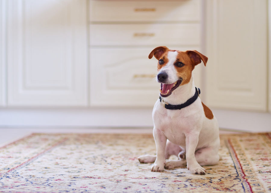 Brain games for dogs can make your canine companion smarter