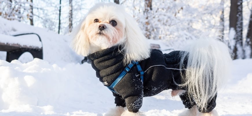 Potty Training Your Puppy During Winter: Expert Tips And Advice