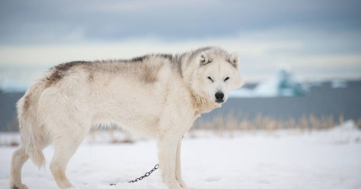 Greenland Dog Breed Information and Pictures – PetGuide