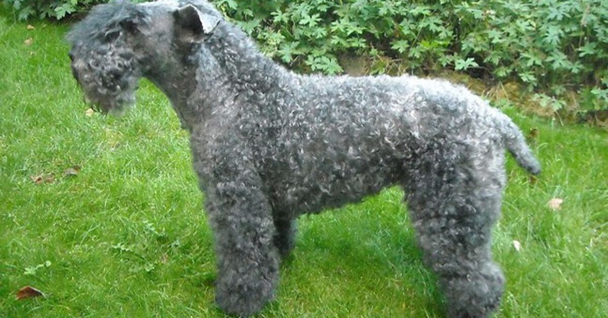 Kerry Blue Terrier Dog Breed Information and Pictures – PetGuide