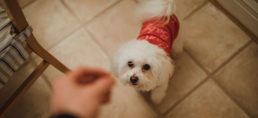 When Should I Stop Giving Puppy Treats For Potty Training?