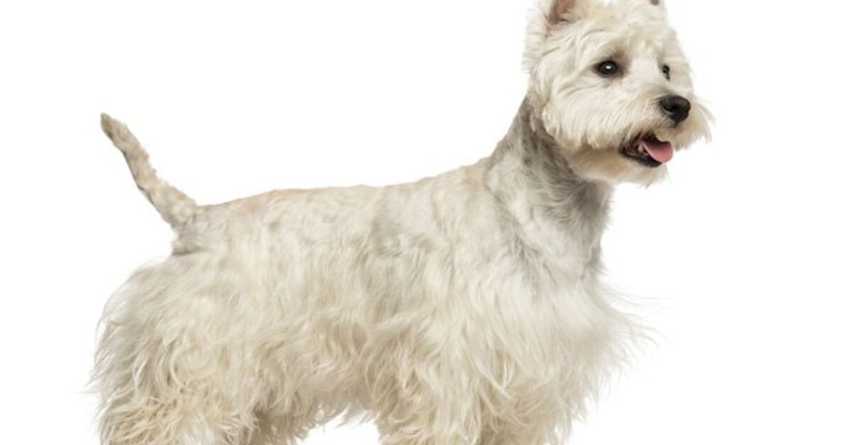 West Highland White Terrier Information and Pictures – Petguide