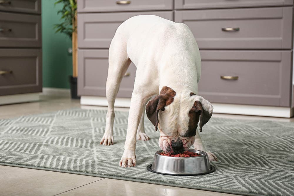 19 Best Dog Foods in 2024